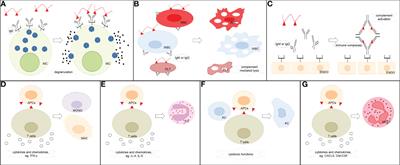 Hypersensitivity reactions to small molecule drugs